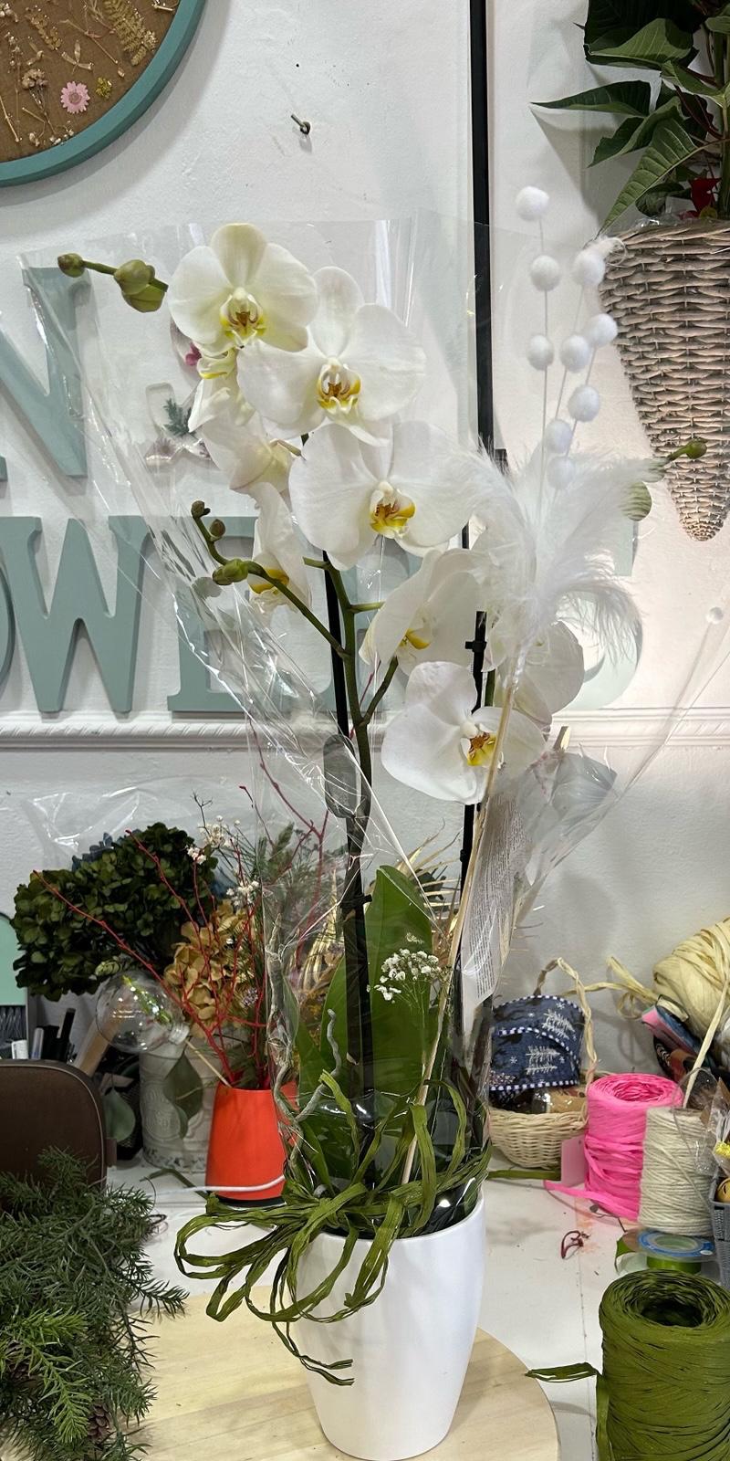 ORQUIDEA BLANCA EN MACETA BLANCA