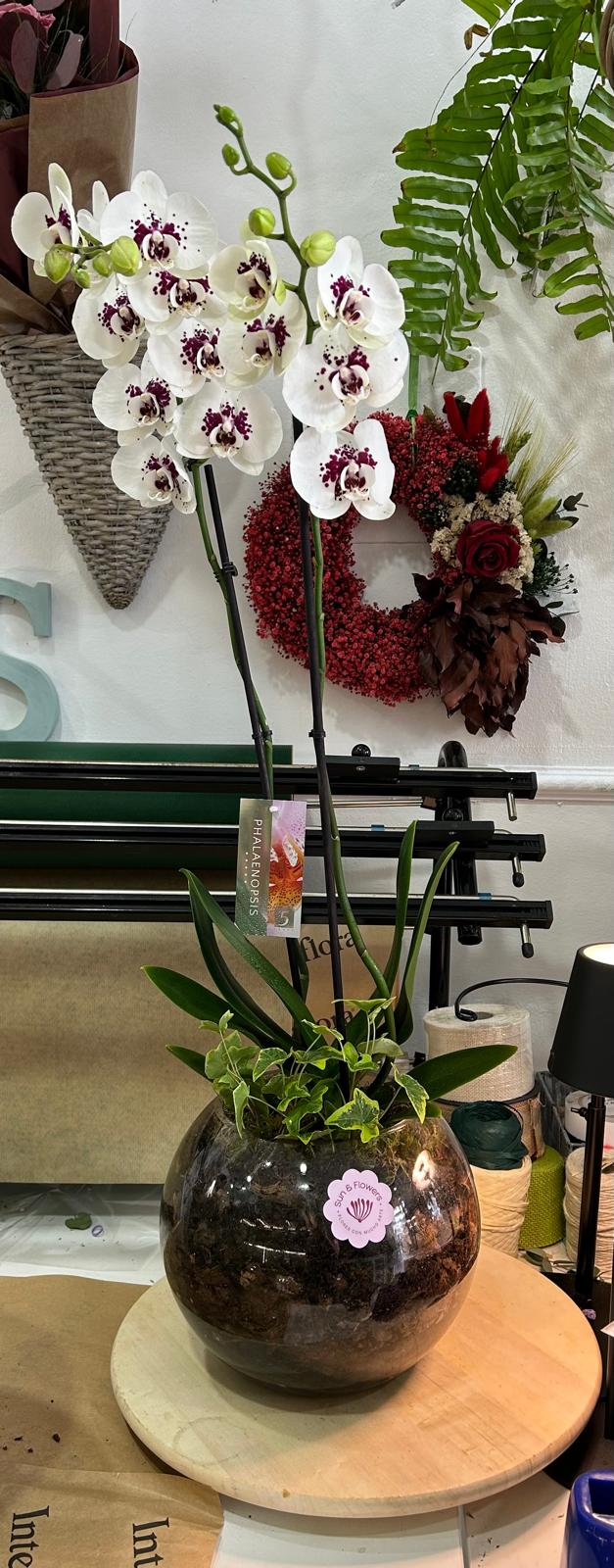 ORQUIDEAS BLANCAS EN CRISTAL
