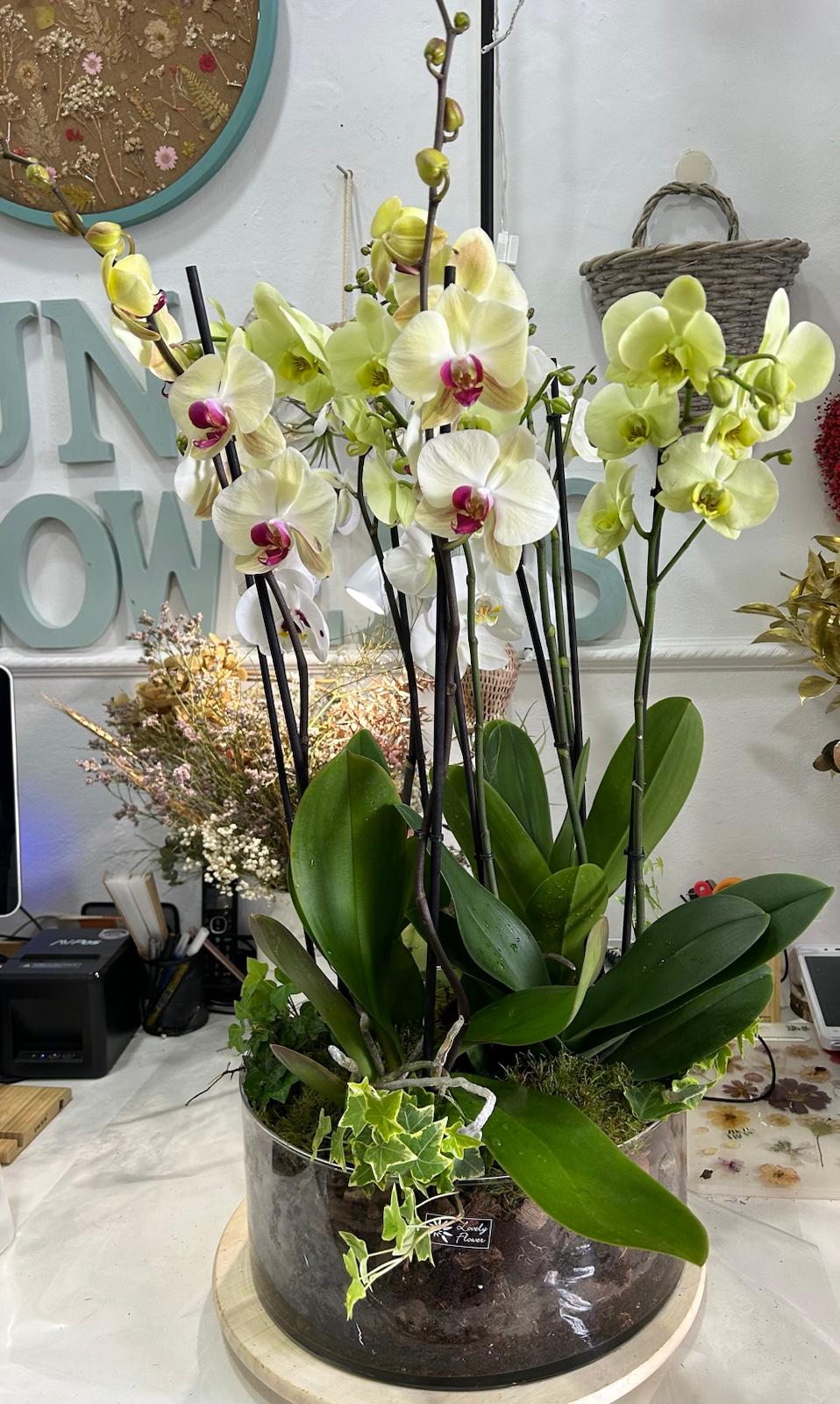 ORQUIDEAS COLOR EN CRISTAL