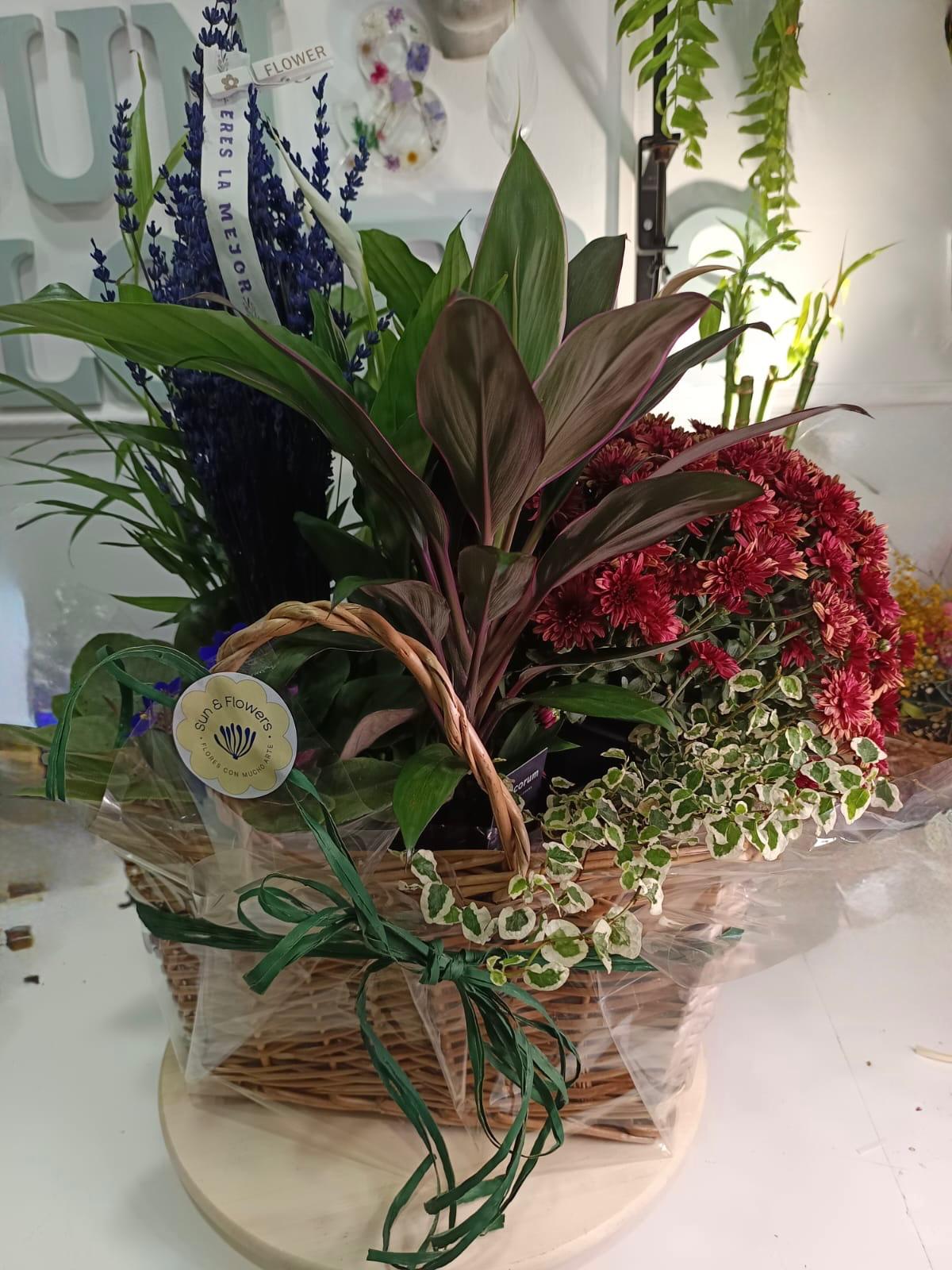 CESTA MIMBRE PLANTAS VARIADAS